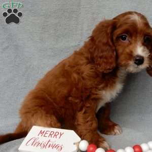 Scout, Cavapoo Puppy